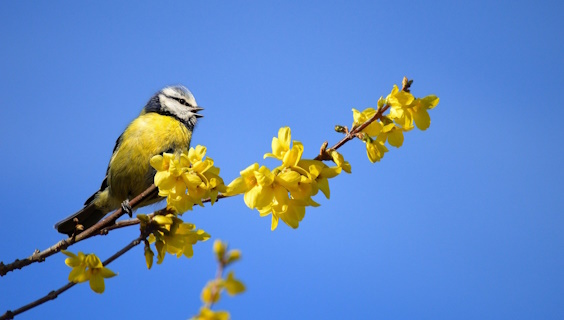 Musvit på blomstrende forsythia gren med blå himmel som baggrund